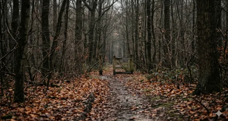 Een smal pad door een kaal herfstbos met gevallen bladeren, zacht grijs licht en een half open houten hek aan het einde
